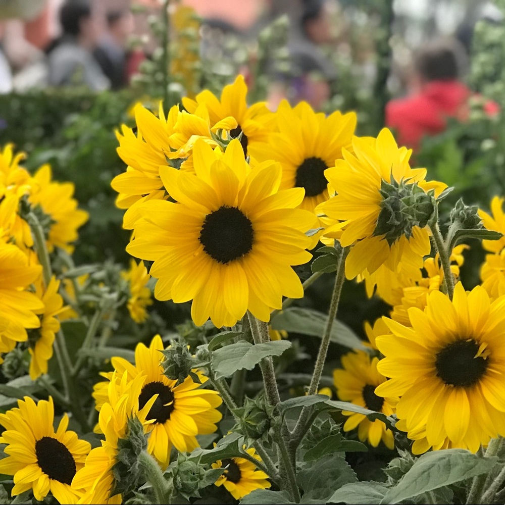 Meet your Posher, Elaiza